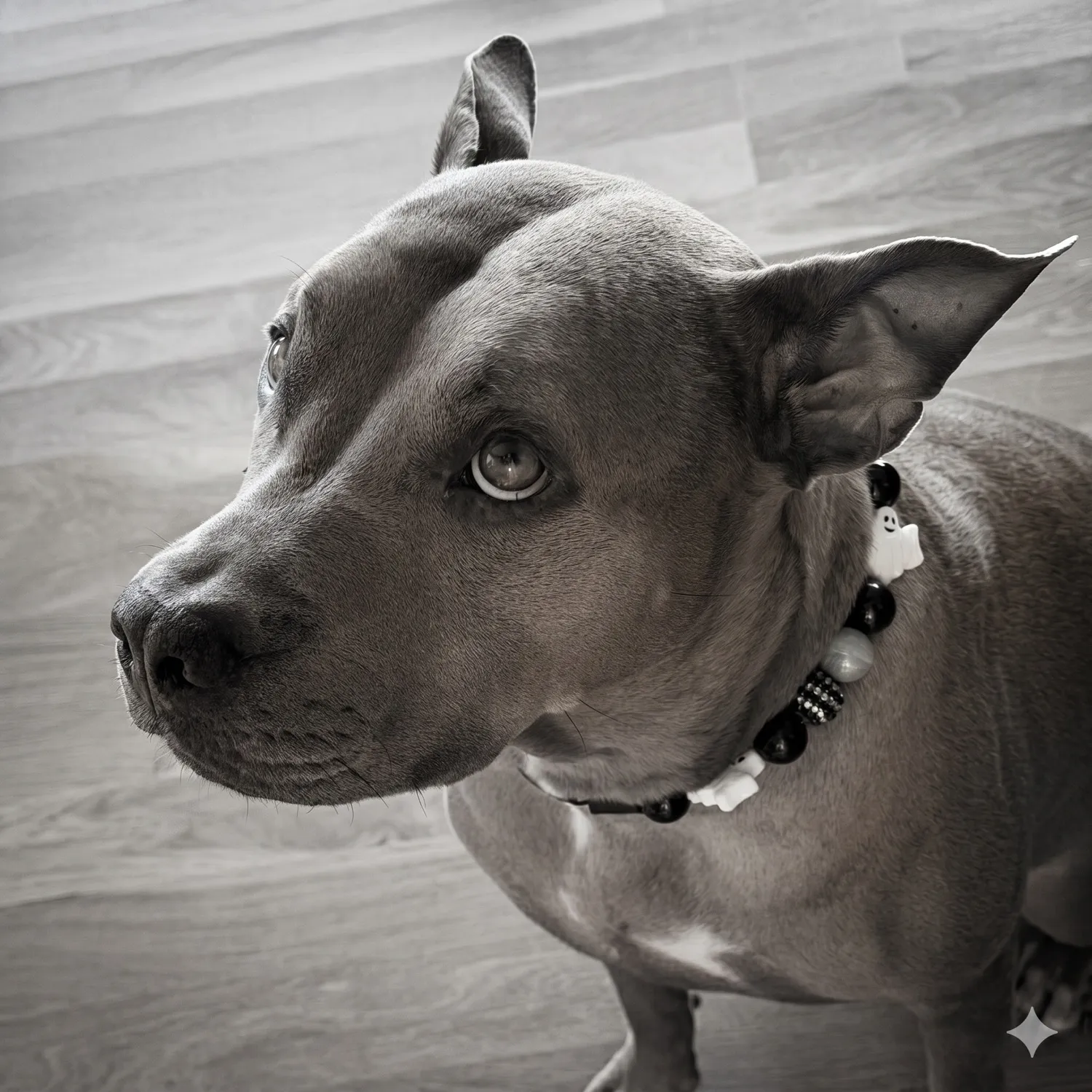 Lucille